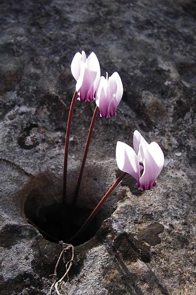 Cyclamen graecum \ Griechisches Alpenveilchen, GR Hymettos 26.8.2014