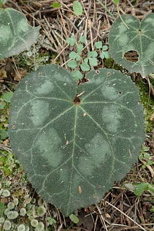 Cyclamen graecum \ Griechisches Alpenveilchen, GR Hymettos 20.3.2019