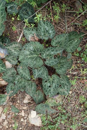 Cyclamen graecum \ Griechisches Alpenveilchen, GR Hymettos 20.3.2019