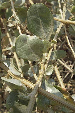 Atriplex halimus \ Strauch-Melde / Salt Bush, Sea Orache, GR Nauplia/Nafplion 2.9.2007