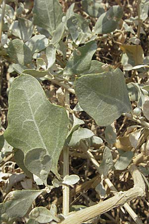 Atriplex halimus \ Strauch-Melde / Salt Bush, Sea Orache, GR Nauplia/Nafplion 2.9.2007