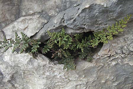 Oeosporangium pteridioides subsp. acrosticum \ Mauer-Pelzfarn, Mauer-Lippenfarn / Lip Fern, GR Mykene 3.9.2007