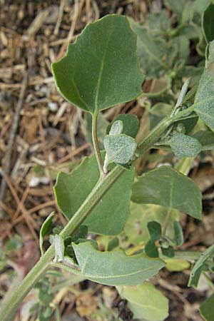 Chenopodium opulifolium \ Schneeballblttriger Gnsefu, GR Mykene 3.9.2007