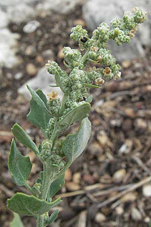 Chenopodium opulifolium \ Schneeballblttriger Gnsefu, GR Mykene 3.9.2007