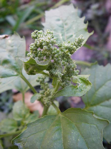 Chenopodium murale \ Mauer-Gnsefu / Nettle-Leaf Goosefoot, GR Athen 26.8.2014