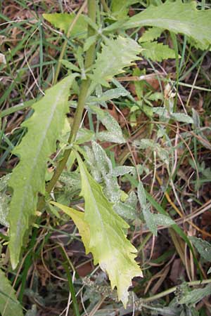 Dysphania ambrosioides \ Wohlriechender Drsengnsefu, Jesuiten-Tee / West-Indian Goosefoot, Mexican Tea, GR Euboea (Evia), Kalianou 29.8.2014