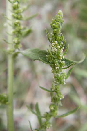 Dysphania ambrosioides \ Wohlriechender Drsengnsefu, Jesuiten-Tee / West-Indian Goosefoot, Mexican Tea, GR Euboea (Evia), Kalianou 29.8.2014