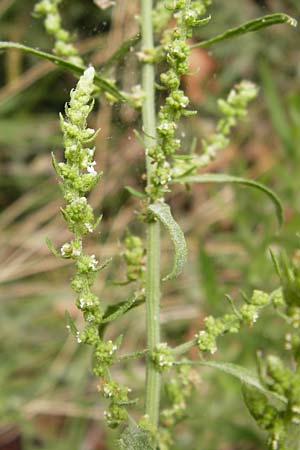 Dysphania ambrosioides \ Wohlriechender Drsengnsefu, Jesuiten-Tee / West-Indian Goosefoot, Mexican Tea, GR Euboea (Evia), Kalianou 29.8.2014