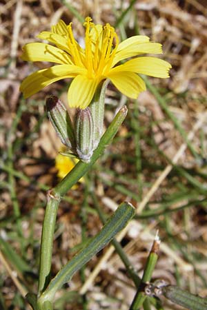 Chondrilla juncea \ Binsen-Knorpellattich, Groer Knorpellattich / Rush Skeletonweed, GR Euboea (Evia), Karistos 30.8.2014