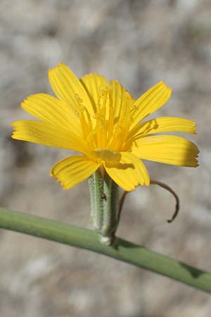 Chondrilla juncea / Rush Skeletonweed, GR Euboea (Evia), Kanatadika 25.8.2017