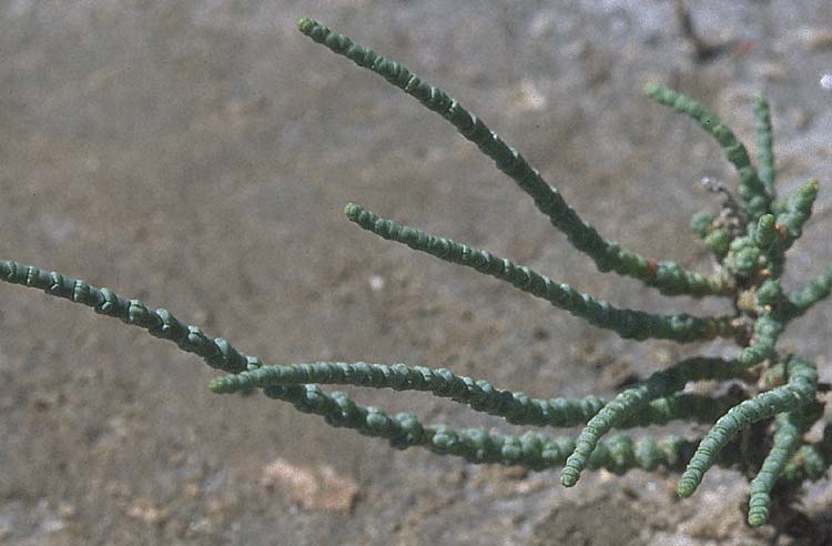 Salicornia glauca \ Graue Gliedermelde / Glaucous Glasswort, GR Amvrakikos Kolpos ( Golf/gulf ) 6.9.2007