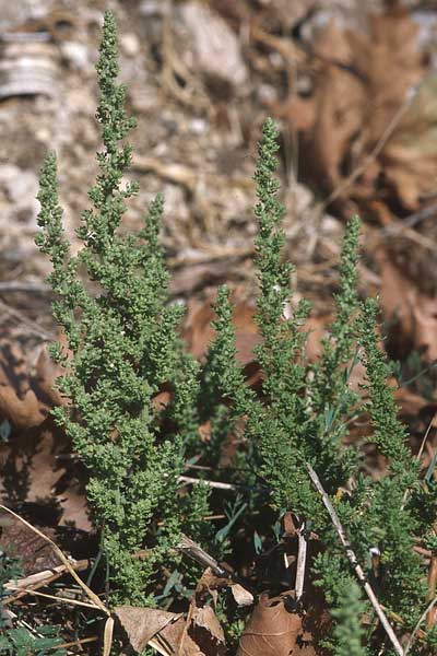 Suaeda vera \ Strauchige Sode / Shrubby Sea Blite, Alkali Seepweed, GR Amvrakikos Kolpos ( Golf/gulf ) 6.9.2007