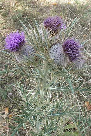 Cirsium eriophorum \ Wollkopf-Kratzdistel, Woll-Kratzdistel, GR Katara Pass 27.8.2007