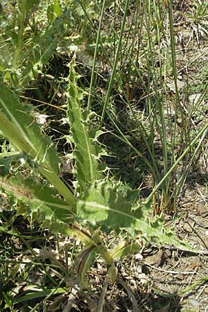 Cirsium tymphaeum \ Timfi-Kratzdistel / Mount Timfi Thistle, GR Katara Pass 27.8.2007