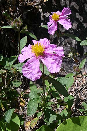 Cistus incanus subsp. creticus \ Kretische Zistrose / Cretan Cistus, GR Aoos - Schlucht / Gorge 16.5.2008