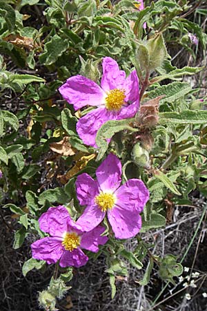 Cistus incanus subsp. creticus \ Kretische Zistrose / Cretan Cistus, GR Hymettos 20.5.2008