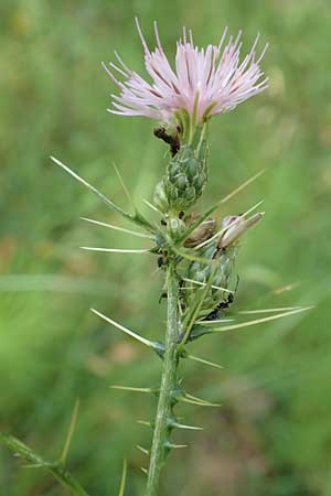 Cirsium creticum \ Kretische Kratzdistel / Cretan Thistle, GR Euboea (Evia), Istiea 30.8.2017