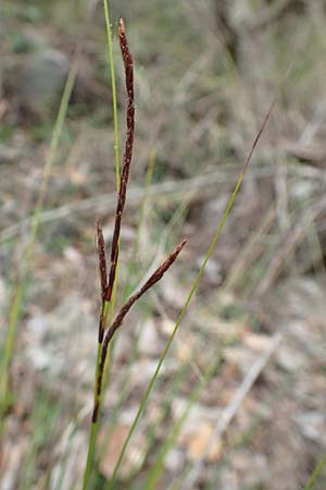 Carex illegitima ? / Bastard Sedge, GR Hymettos 20.3.2019