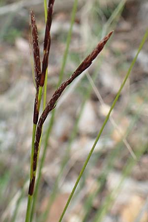 Carex illegitima ? / Bastard Sedge, GR Hymettos 20.3.2019