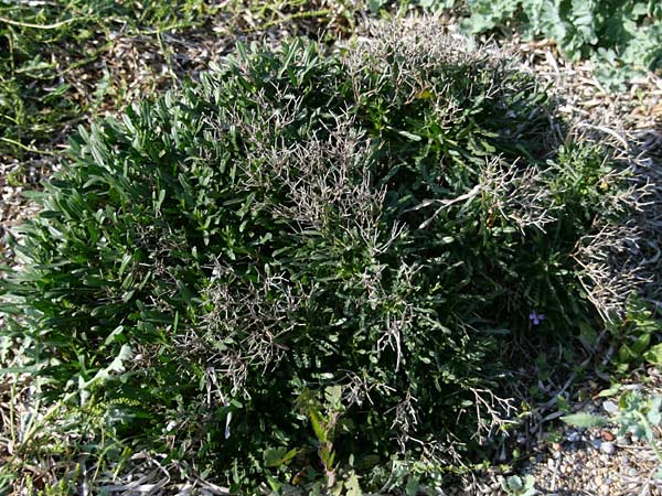 Cichorium spinosum \ Stachelige Zichorie / Spiny Chicory, GR Korinth/Corinth 3.5.2011 (Photo: Gisela Nikolopoulou)