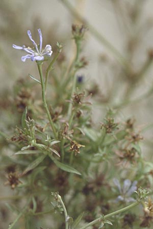 Cichorium pumilum \ Kleine Wegwarte / Dwarf Chicory, GR Nafpaktos 5.9.2007