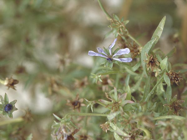 Cichorium pumilum \ Kleine Wegwarte, GR Nafpaktos 5.9.2007