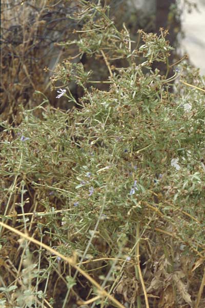 Cichorium pumilum \ Kleine Wegwarte, GR Nafpaktos 5.9.2007