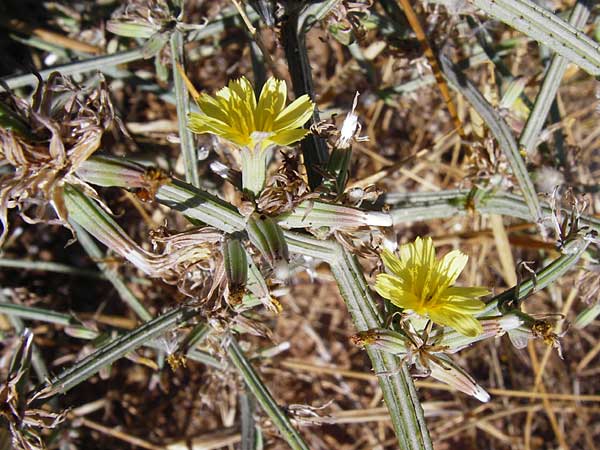 Chondrilla ramosissima \ Vielstiger Knorpellattich, GR Athen 4.9.2014