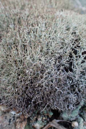 Cladonia mediterranea ? / Mediterranean Reindeer Lichen, GR Euboea (Evia), Neos Pirgos 25.8.2017