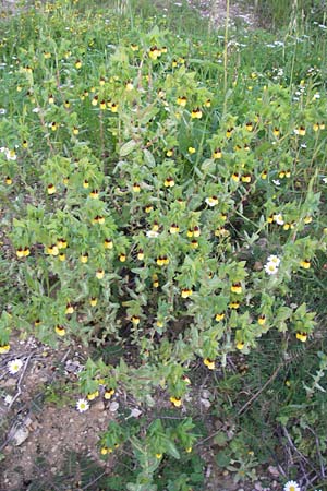 Cerinthe major \ Groe Wachsblume / Greater Honeywort, GR Peloponnes, Andritsena 28.3.2013