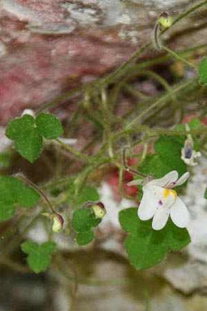 Cymbalaria microcalyx \ Kleinkelchiges Zimbelkraut / Small-Sepal Toadflax, GR Chelmos 26.5.2014 (Photo: Gisela Nikolopoulou)