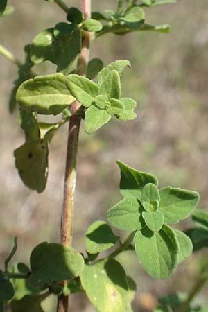 Clinopodium calamintha \ Kleinbltige Bergminze / Lesser Calamint, GR Euboea (Evia), Istiea 27.8.2017