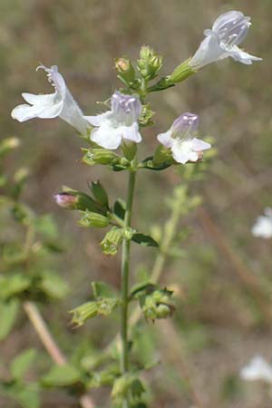 Clinopodium calamintha \ Kleinbltige Bergminze, GR Euboea (Evia), Istiea 27.8.2017