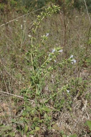 Clinopodium calamintha \ Kleinbltige Bergminze / Lesser Calamint, GR Euboea (Evia), Istiea 27.8.2017