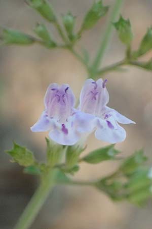 Clinopodium calamintha \ Kleinbltige Bergminze, GR Euboea (Evia), Agia Anna 27.8.2017