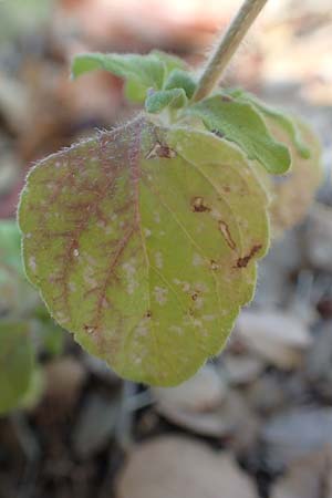 Clinopodium calamintha \ Kleinbltige Bergminze, GR Euboea (Evia), Agia Anna 27.8.2017