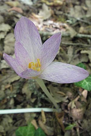 Colchicum bivonae \ Bivona-Zeitlose, GR Zagoria, Monodendri 26.8.2007