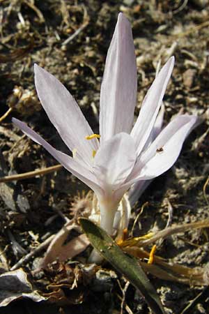 Colchicum lingulatum \ Znglein-Zeitlose / Tongue Autumn Crocus, GR Parnitha 1.9.2014