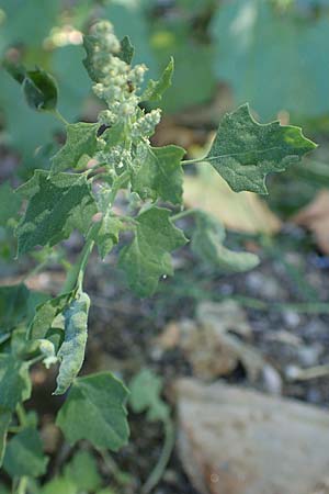 Chenopodium opulifolium \ Schneeballblttriger Gnsefu / Grey Goosefoot, GR Euboea (Evia), Istiea 27.8.2017