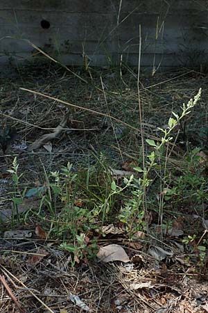 Chenopodium opulifolium \ Schneeballblttriger Gnsefu / Grey Goosefoot, GR Euboea (Evia), Neos Pirgos 31.8.2017