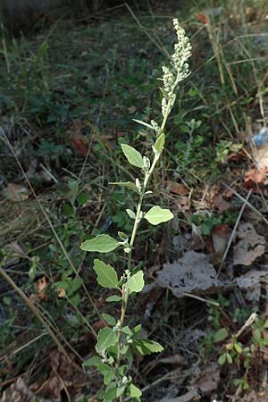 Chenopodium opulifolium \ Schneeballblttriger Gnsefu, GR Euboea (Evia), Neos Pirgos 31.8.2017