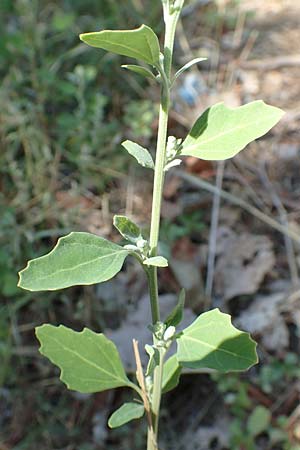 Chenopodium opulifolium \ Schneeballblttriger Gnsefu / Grey Goosefoot, GR Euboea (Evia), Neos Pirgos 31.8.2017