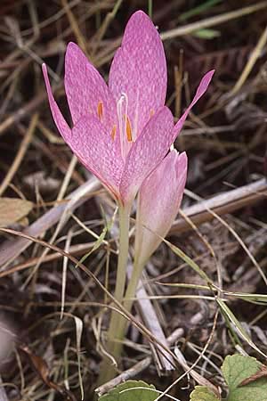 Colchicum bivonae / False Autumn Crocus, GR Igoumenitsa 7.9.2007