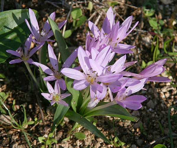 Colchicum cupanii \ Cupanis Zeitlose, GR Gerania - Gebirge, Loutraki 10.11.2014 (Photo: Gisela Nikolopoulou)