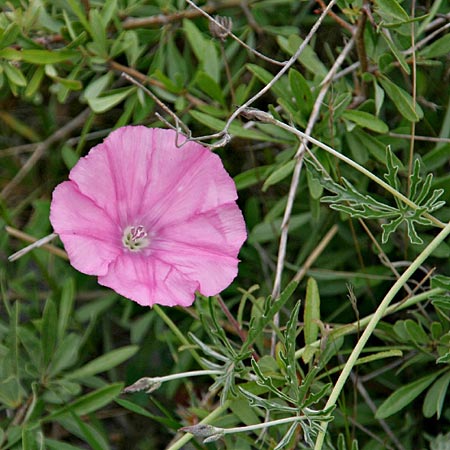 Convolvulus elegantissimus \ Zierliche Winde, GR Chiliomodi 17.4.2014 (Photo: Gisela Nikolopoulou)