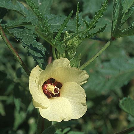 Abelmoschus esculentus \ Okra / Okra, Gumbo, GR Nauplia/Nafplion 4.9.2007