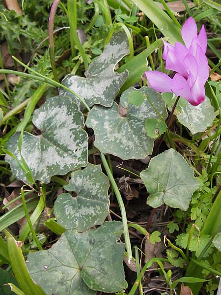 Cyclamen peloponnesiacum \ Peloponnes-Alpenveilchen / Peloponnese Cyclamen, GR Peloponnes, Taigetos 30.3.2013