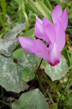 Cyclamen peloponnesiacum \ Peloponnes-Alpenveilchen / Peloponnese Cyclamen, GR Peloponnes, Taigetos 30.3.2013