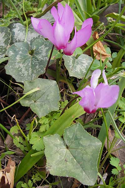 Cyclamen peloponnesiacum \ Peloponnes-Alpenveilchen / Peloponnese Cyclamen, GR Peloponnes, Taigetos 30.3.2013