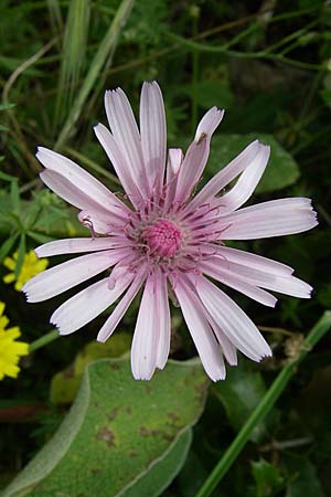 Crepis rubra \ Roter Pippau / Pink Hawk's-Beard, GR Igoumenitsa 13.5.2008